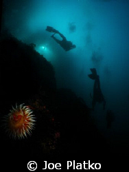 Anemone down in 80 ft off monastery beach. The divers are... by Joe Platko 